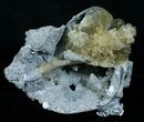 Partial Fossil Whelk With Golden Calcite Crystals #6050-1